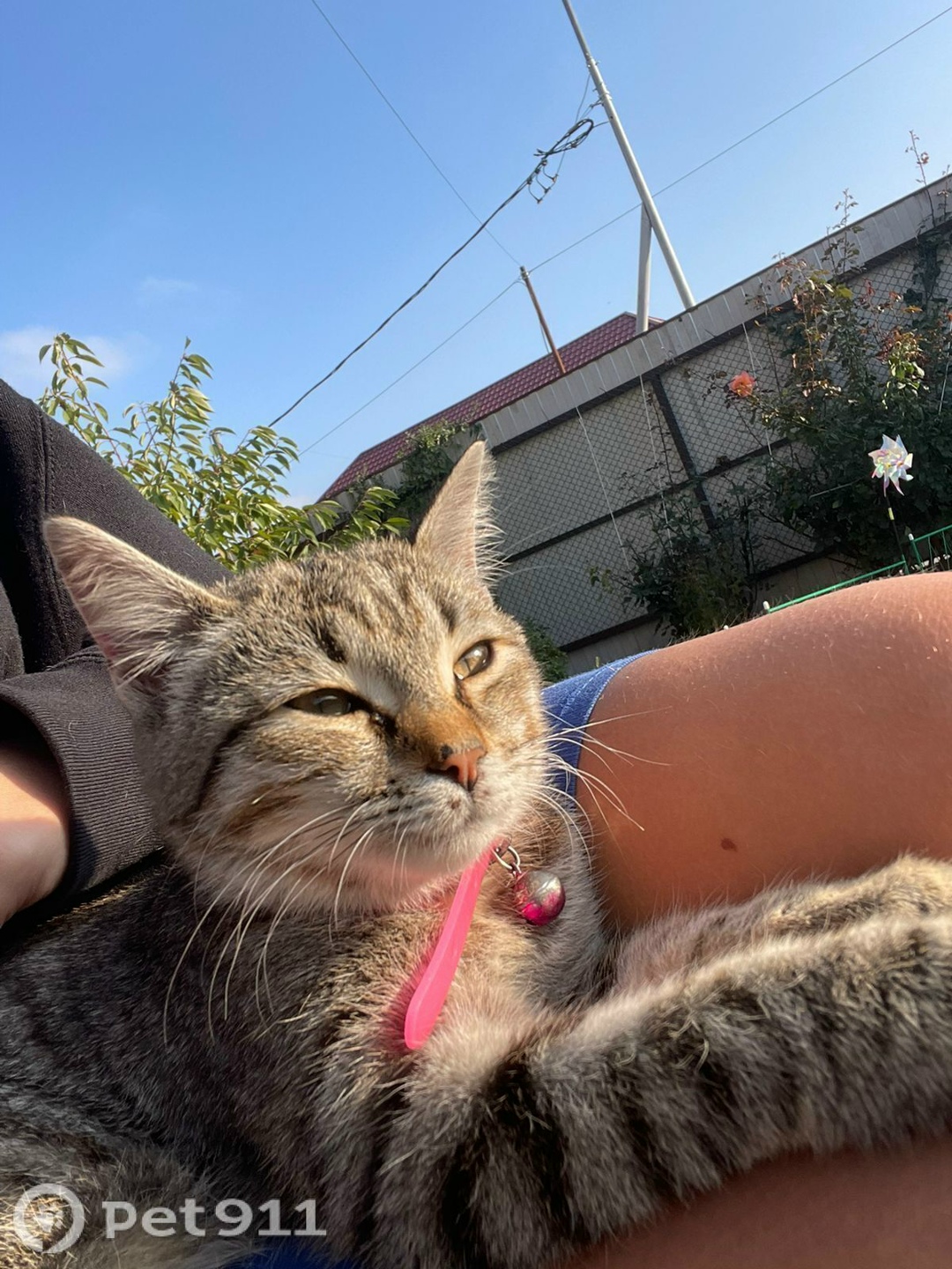 Пропала кошка в Ставрополе — фото объявления