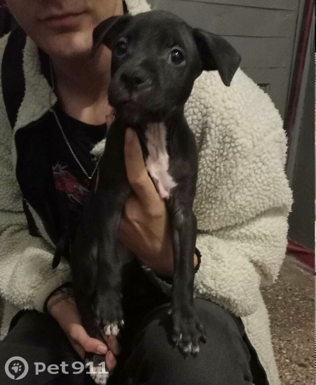 Найдена собака в Ставрополе — фото объявления