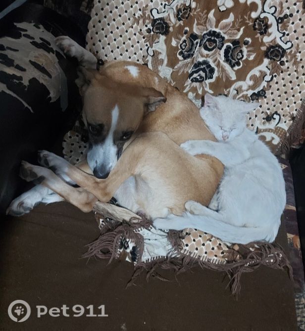 Пропала собака в Ставрополе — фото объявления