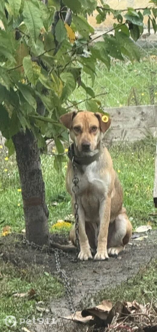 Пропала собака в Ставрополе — фото объявления