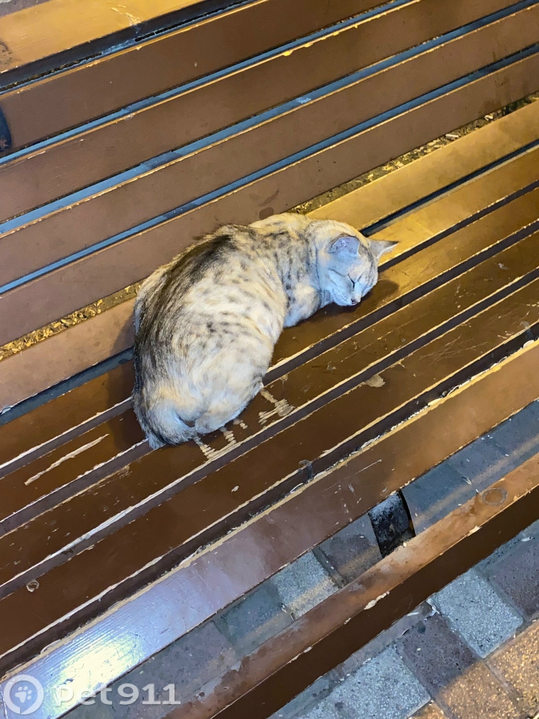 Найдена кошка в Ставрополе — фото объявления