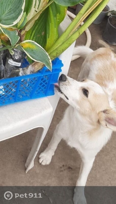 Пропала собака в Ставрополе — фото объявления