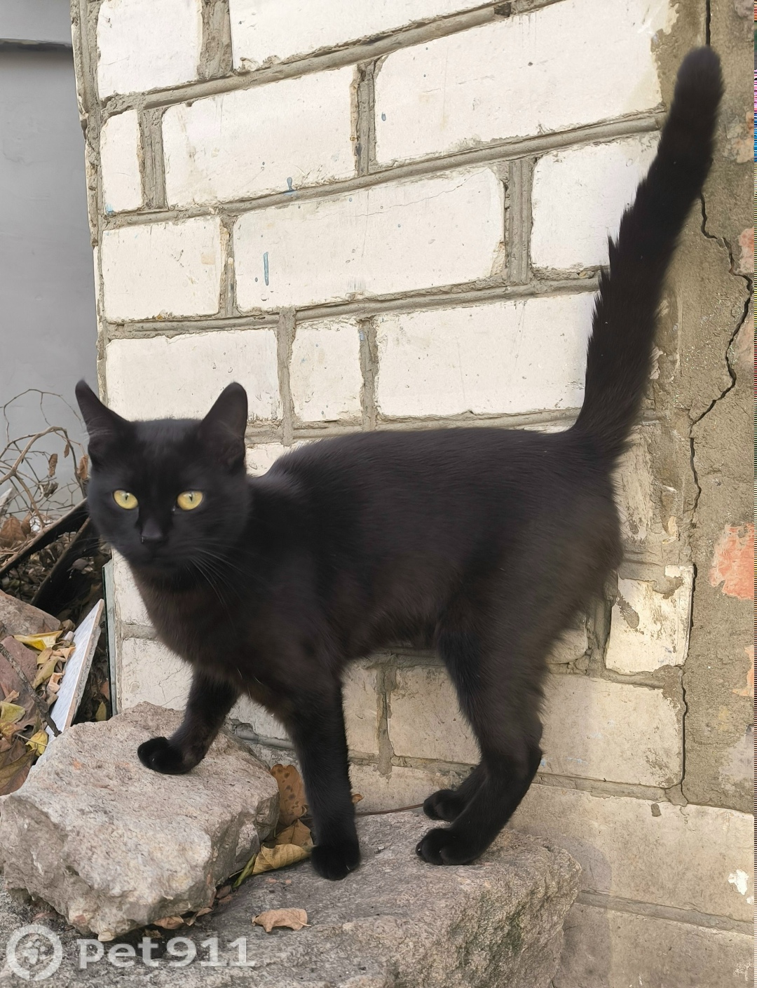 Пропала кошка в Ставрополе — фото объявления