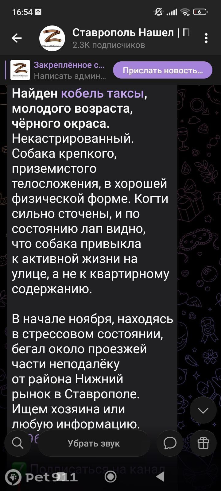 Найдена собака в Ставрополе — фото объявления