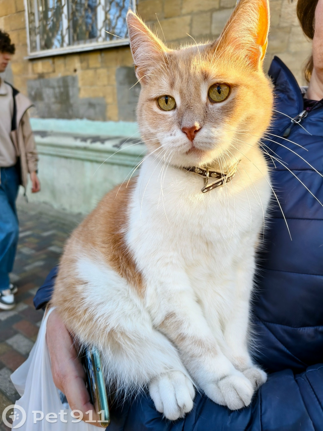 Найдена кошка в Ставрополе — фото объявления