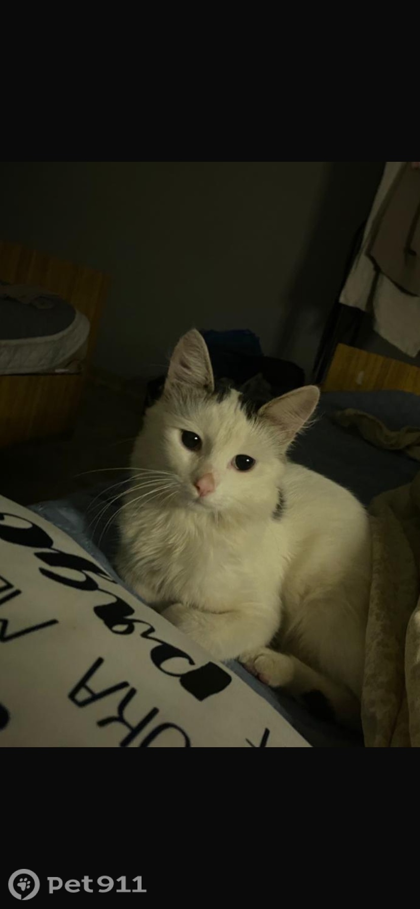 Пропала кошка в Ставрополе — фото объявления