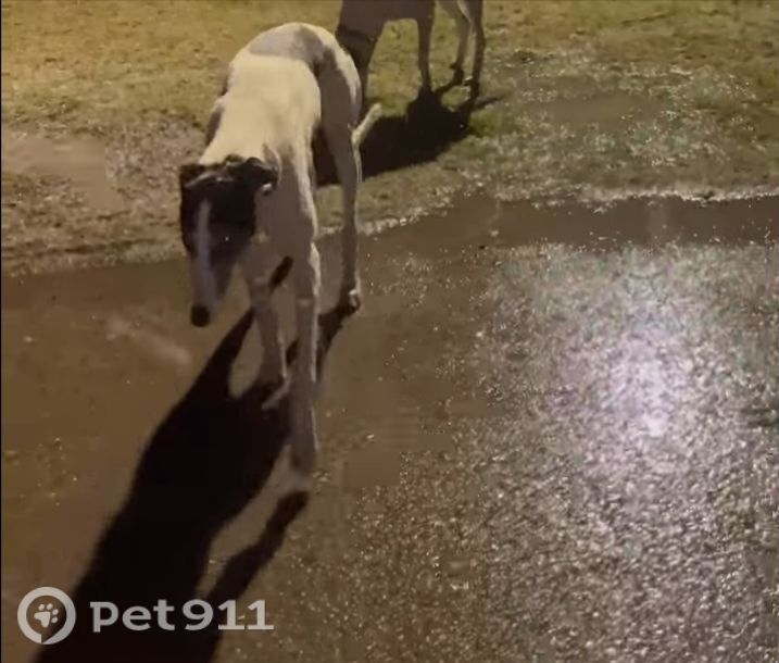 Пропала собака в Ставрополе — фото объявления