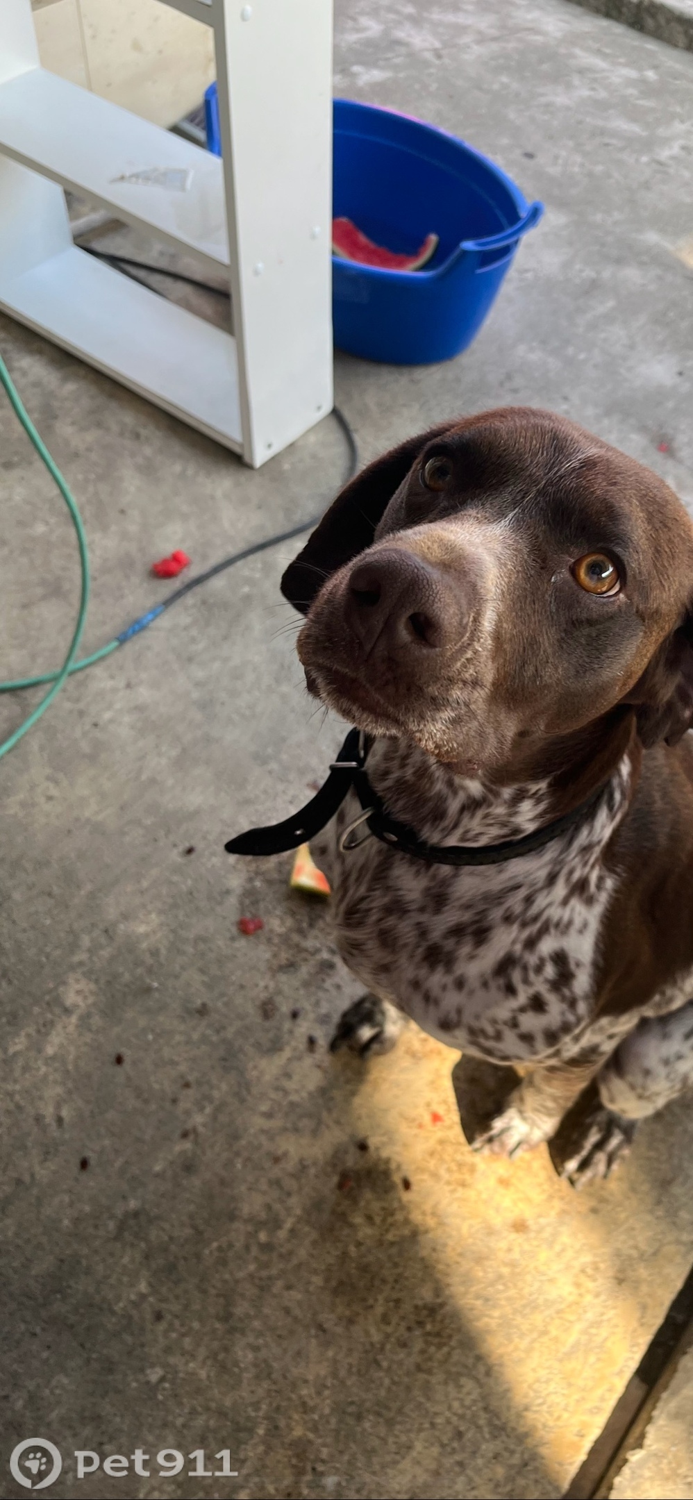 Пропала собака в Ставрополе — фото объявления