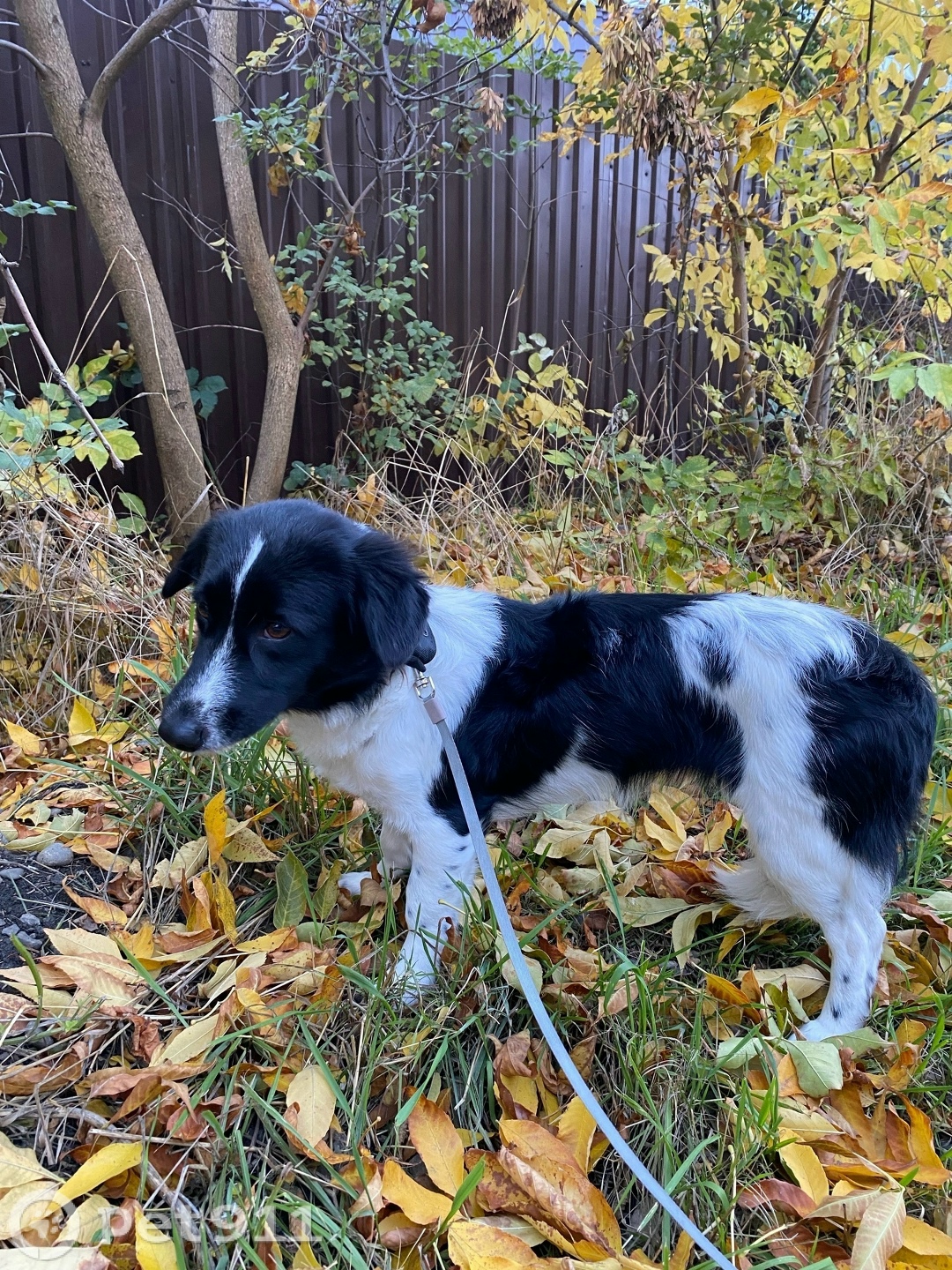 Пропала собака в Ставрополе — фото объявления