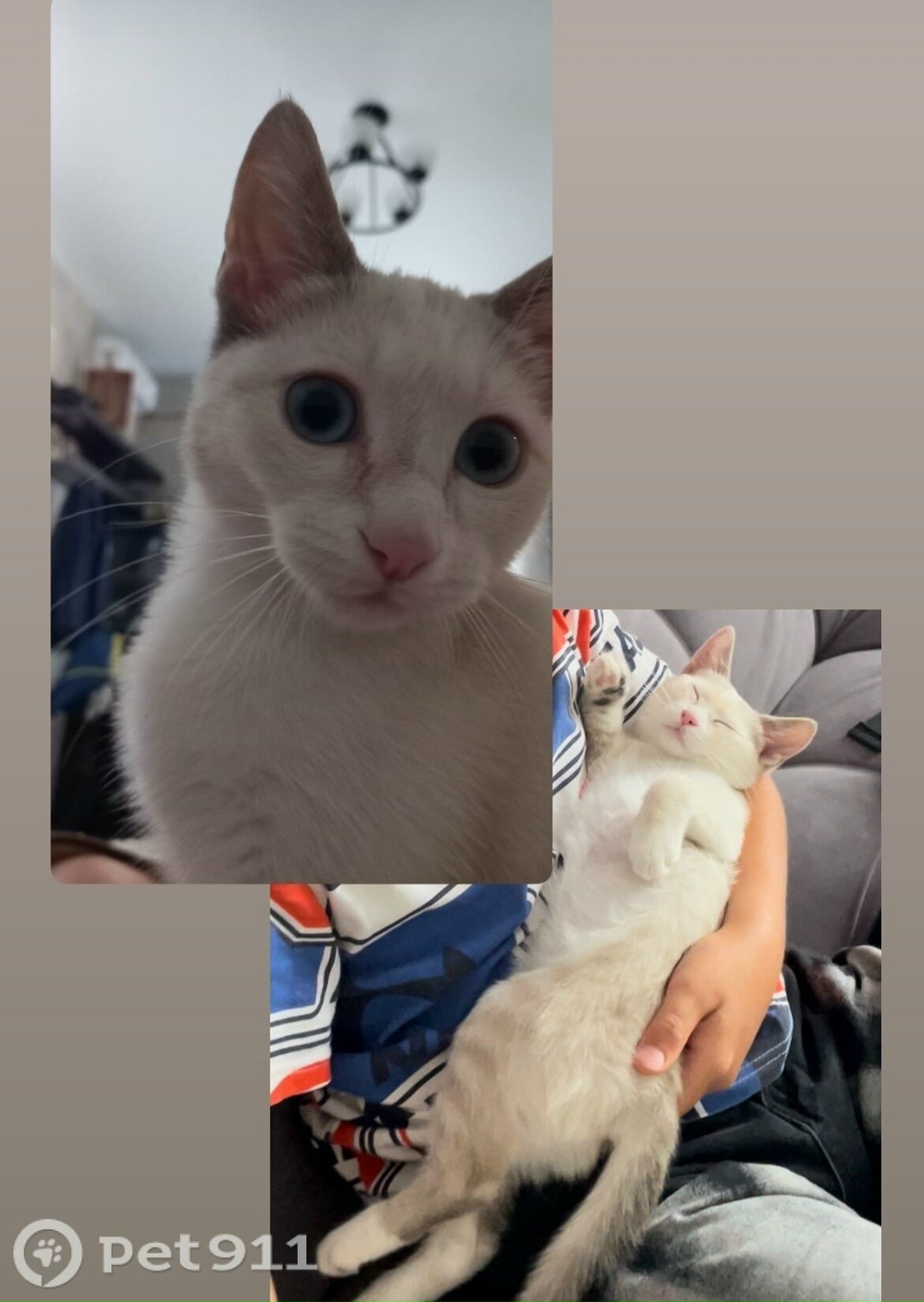 Пропала кошка в Ставрополе — фото объявления