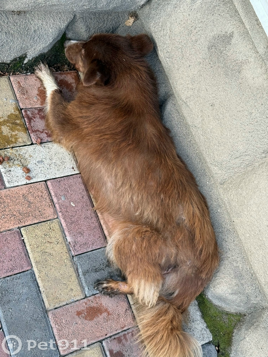 Найдена собака в Ставрополе — фото объявления