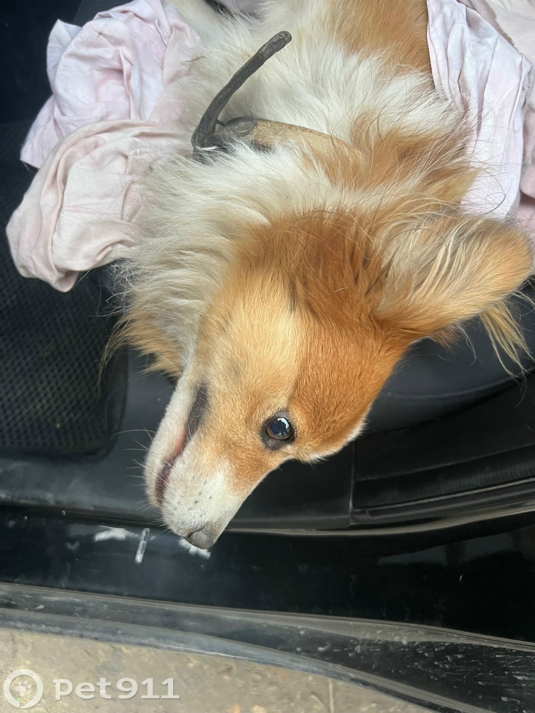 Найдена собака в Ставрополе — фото объявления