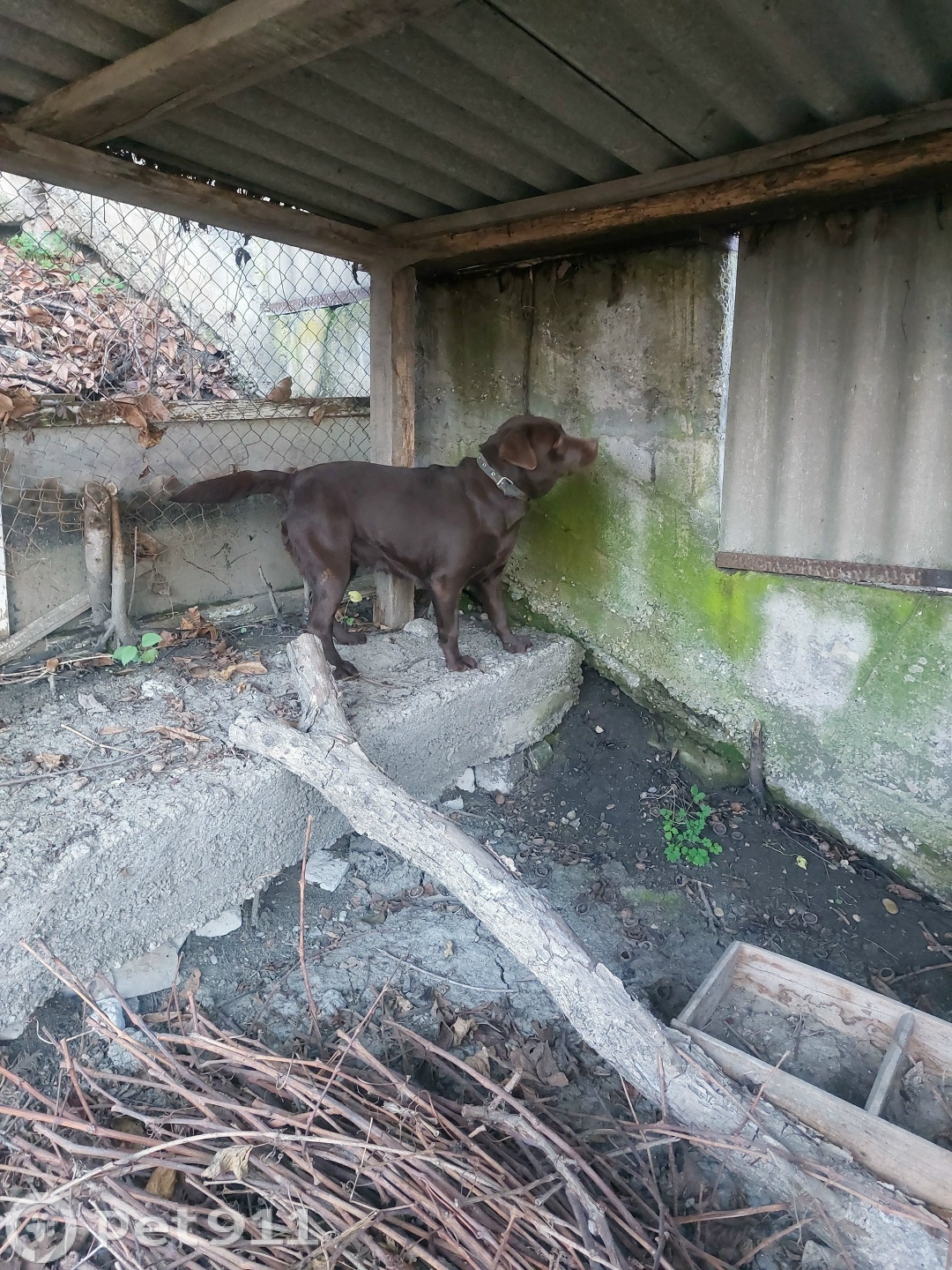Найдена собака в Ставрополе — фото объявления