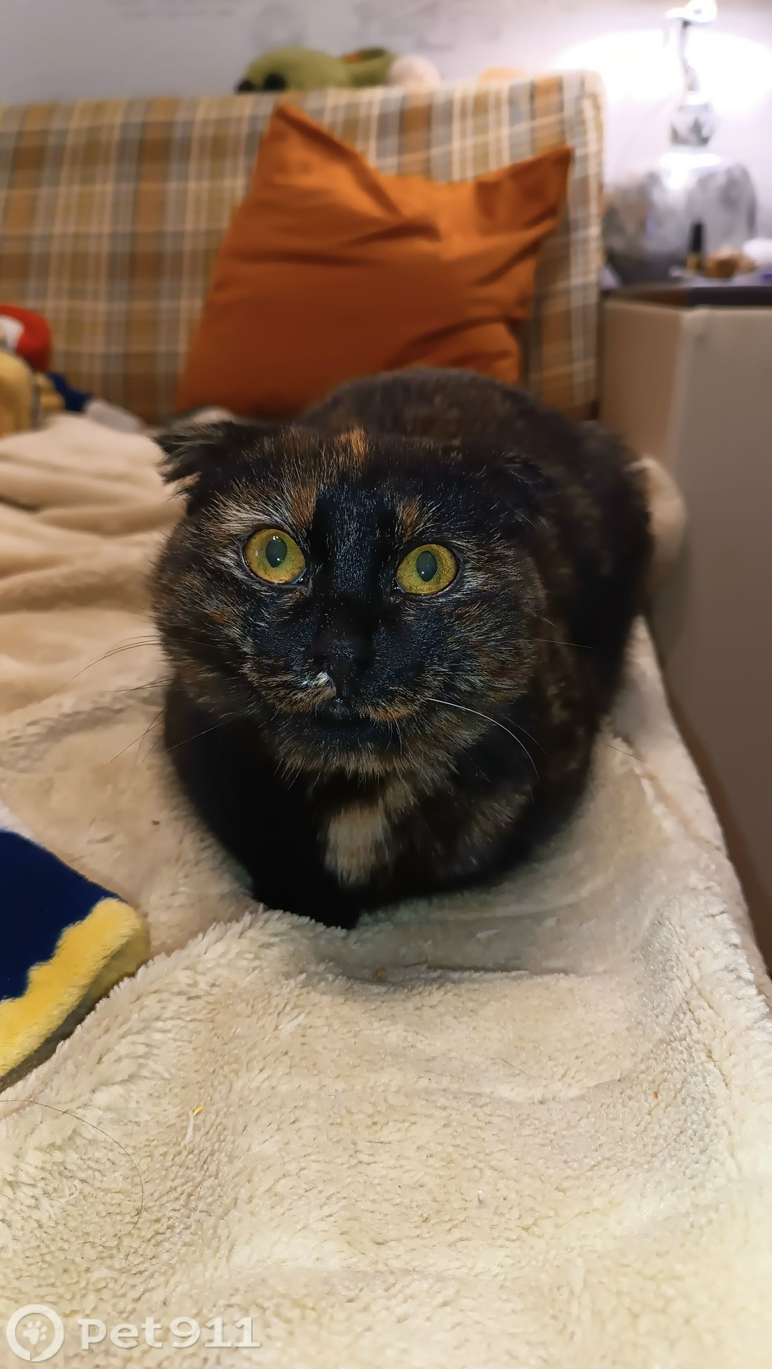 Найдена кошка в Ставрополе — фото объявления