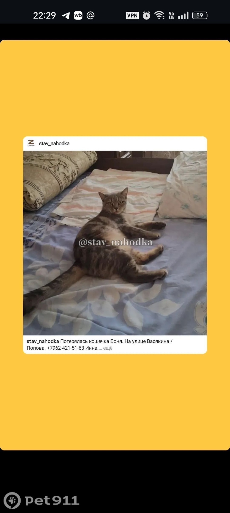 Пропала кошка в Ставрополе — фото объявления