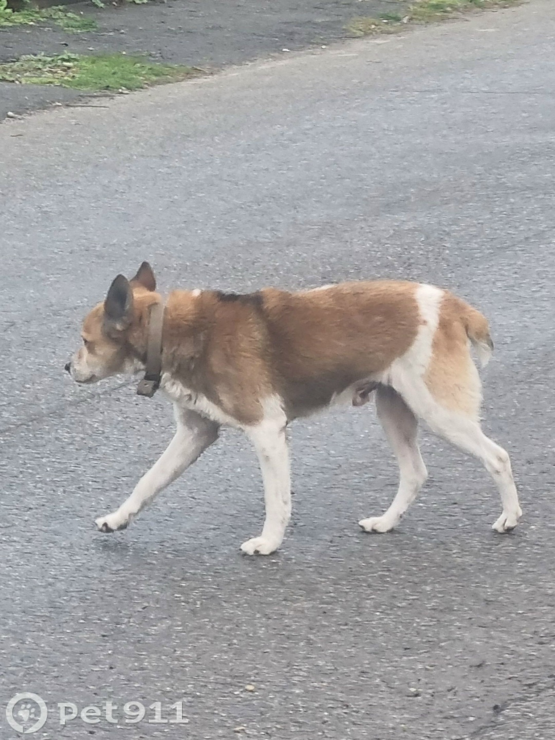 Найдена собака в Ставрополе — фото объявления