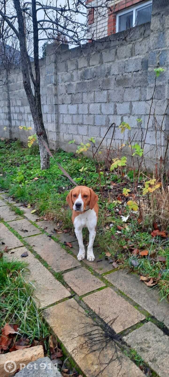 Найдена собака в Ставрополе — фото объявления