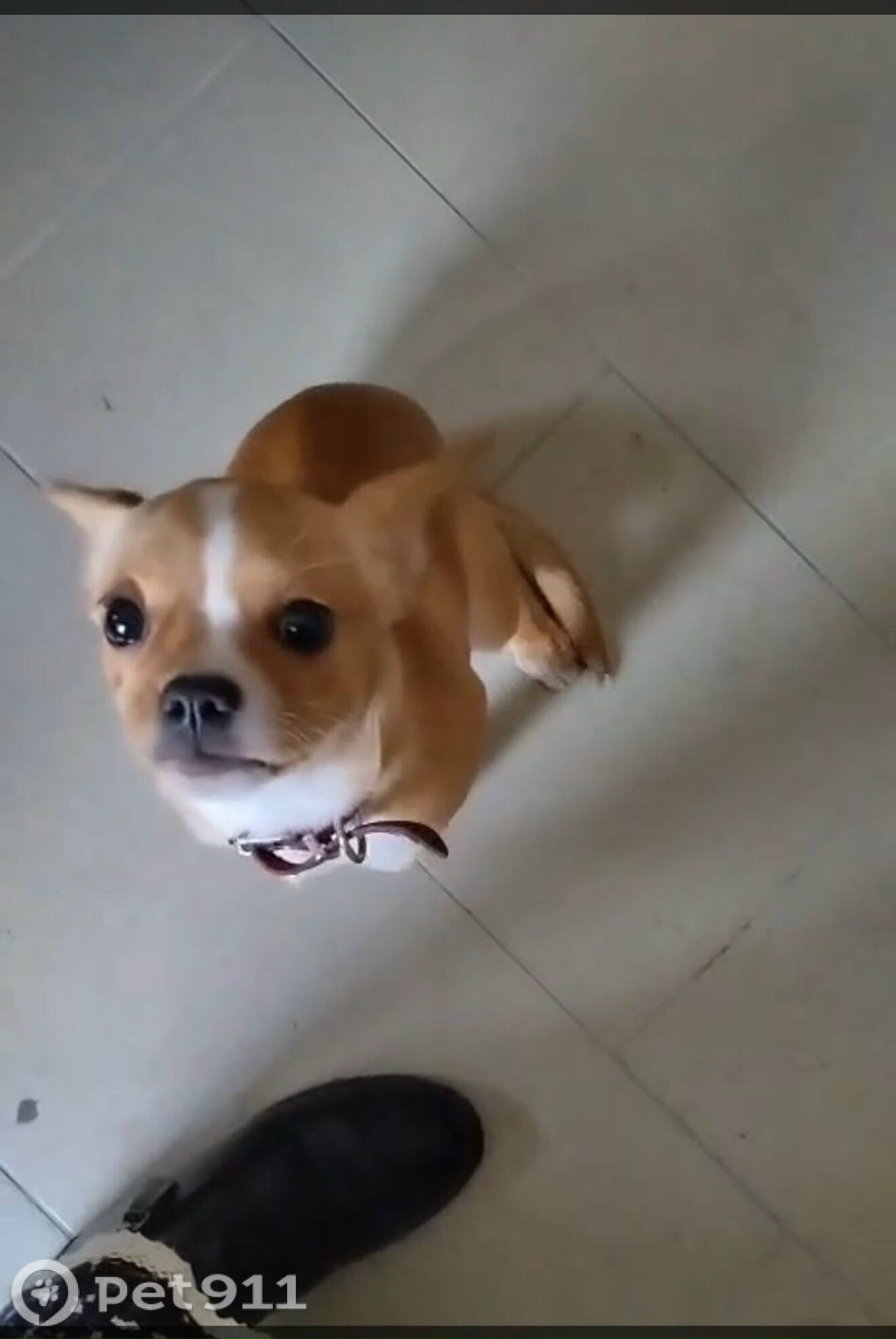 Найдена собака в Ставрополе — фото объявления