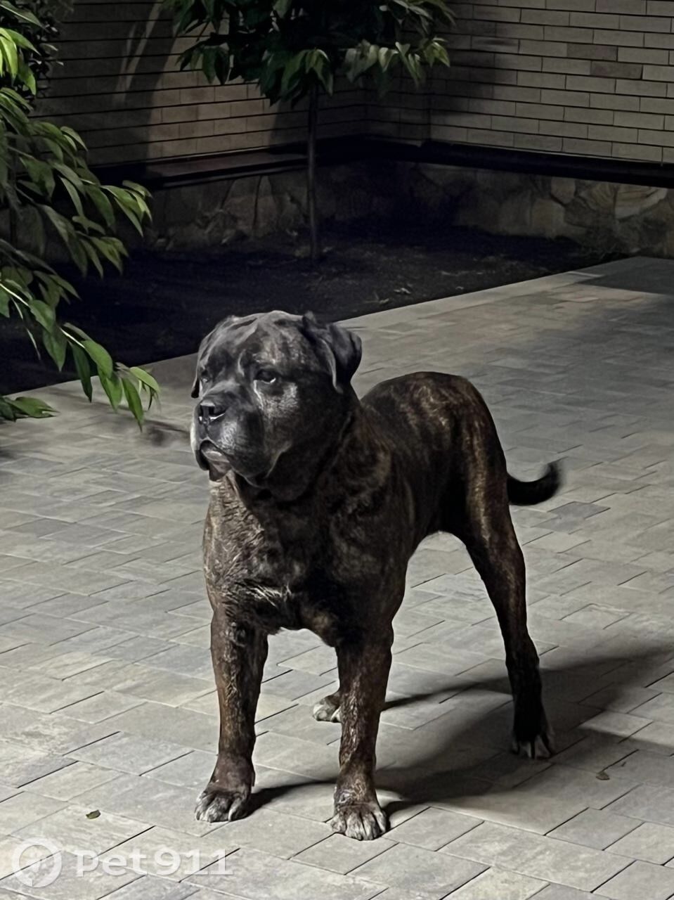 Пропала собака в Ставрополе — фото объявления