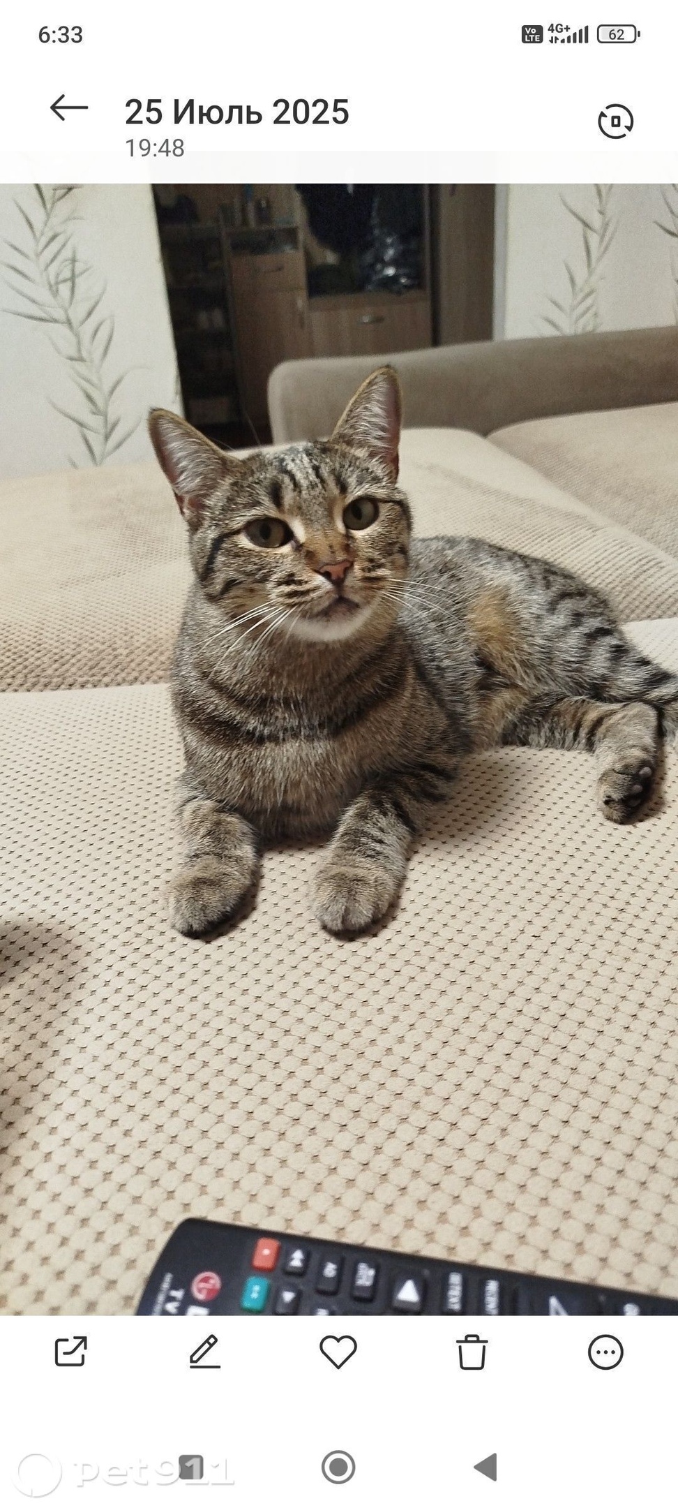 Пропала кошка в Ставрополе — фото объявления