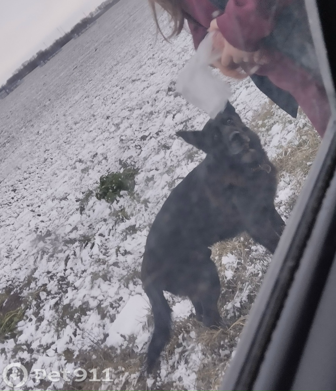 Найдена собака в Ставрополе — фото объявления