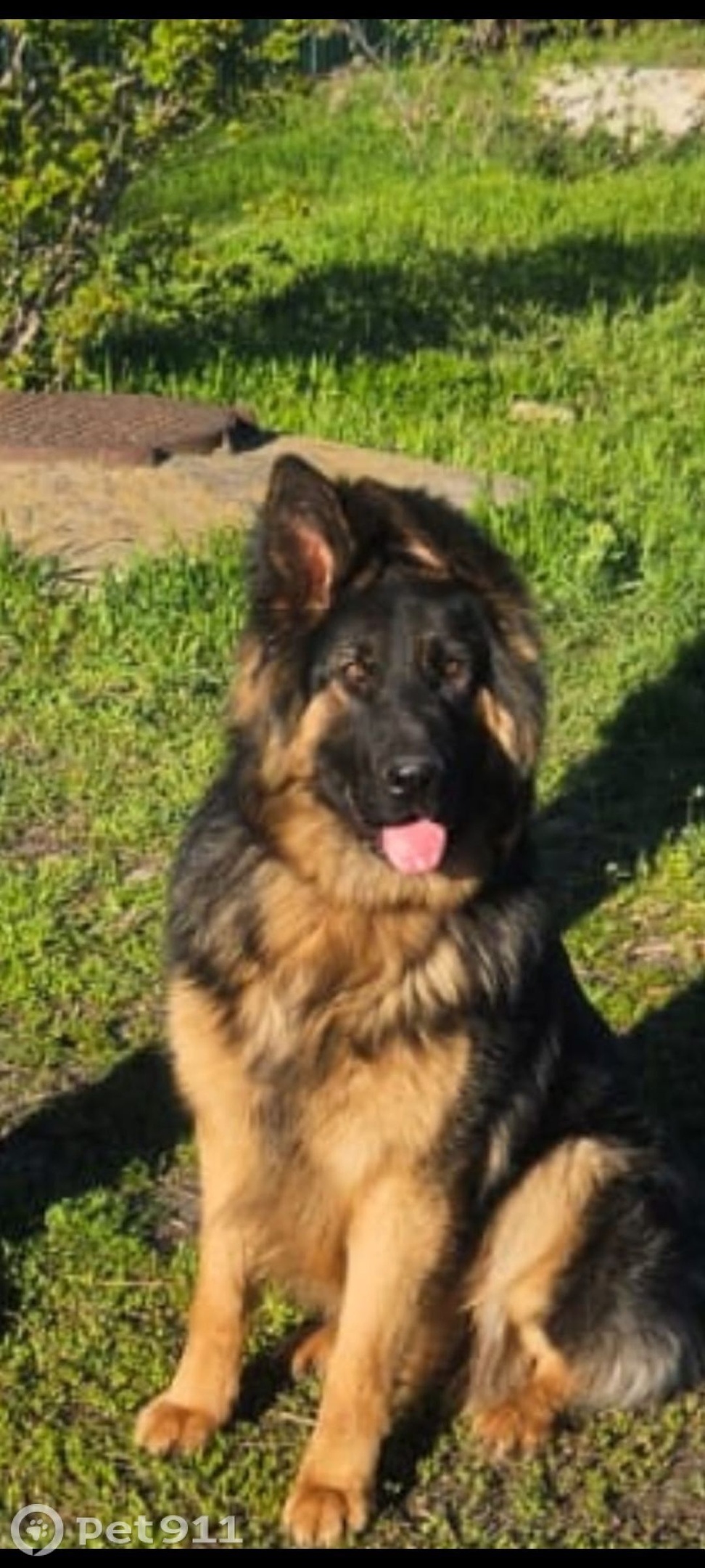 Пропала собака в Ставрополе — фото объявления