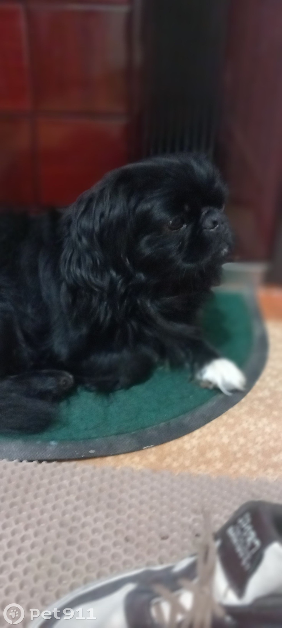 Пропала собака в Ставрополе — фото объявления