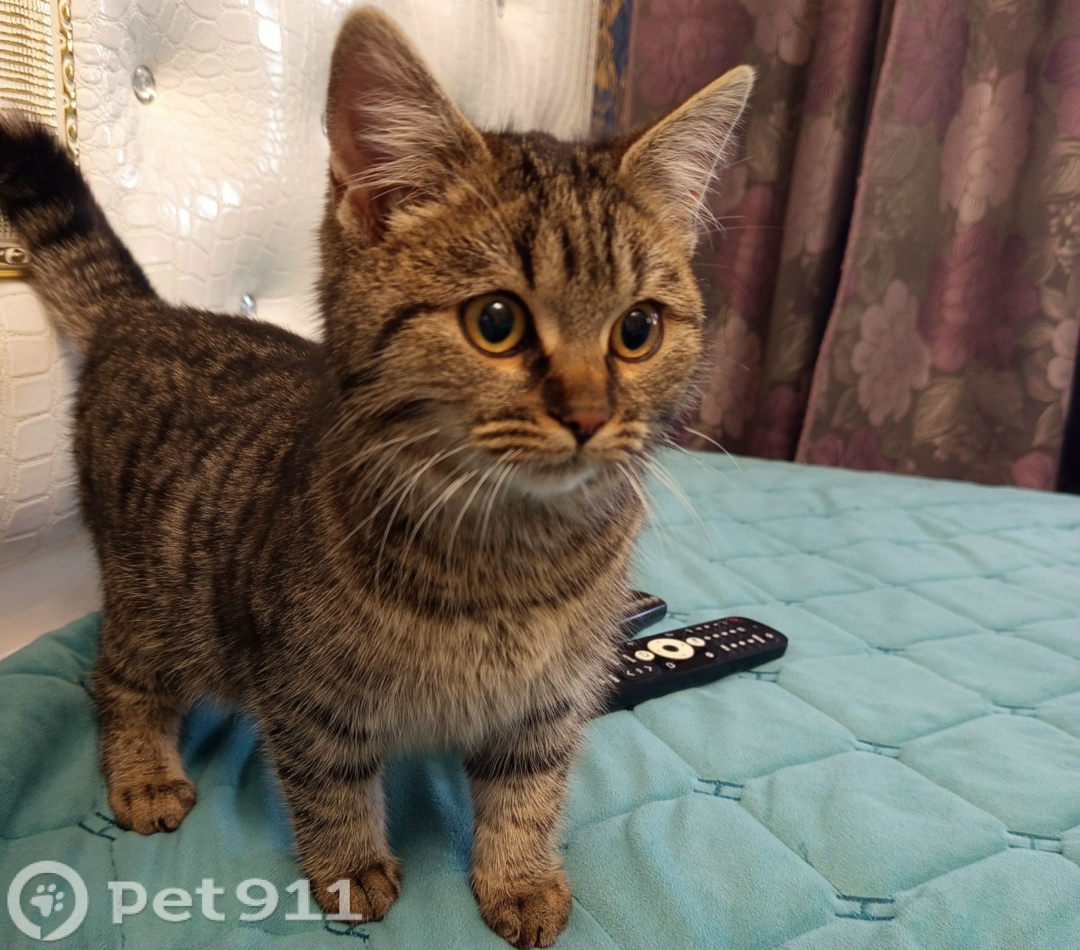 Найдена кошка в Ставрополе — фото объявления