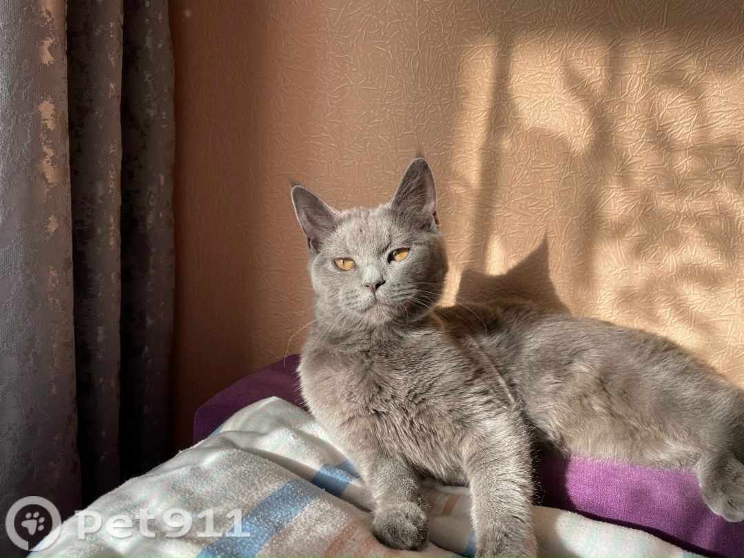 Пропала кошка в Ставрополе — фото объявления