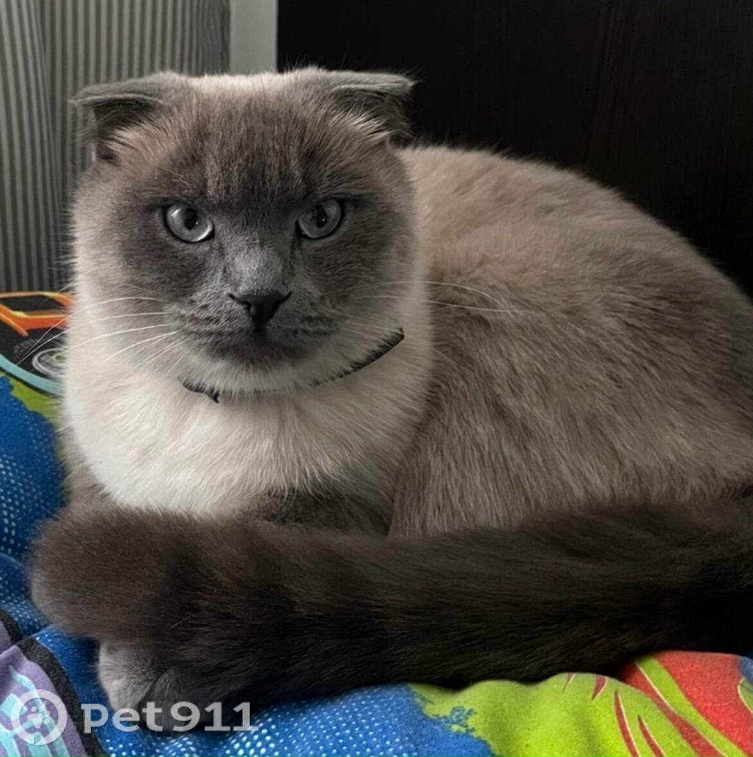 Пропала кошка в Ставрополе — фото объявления