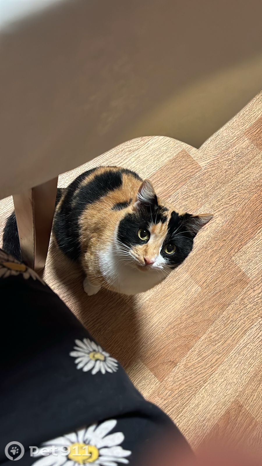 Пропала кошка в Ставрополе — фото объявления