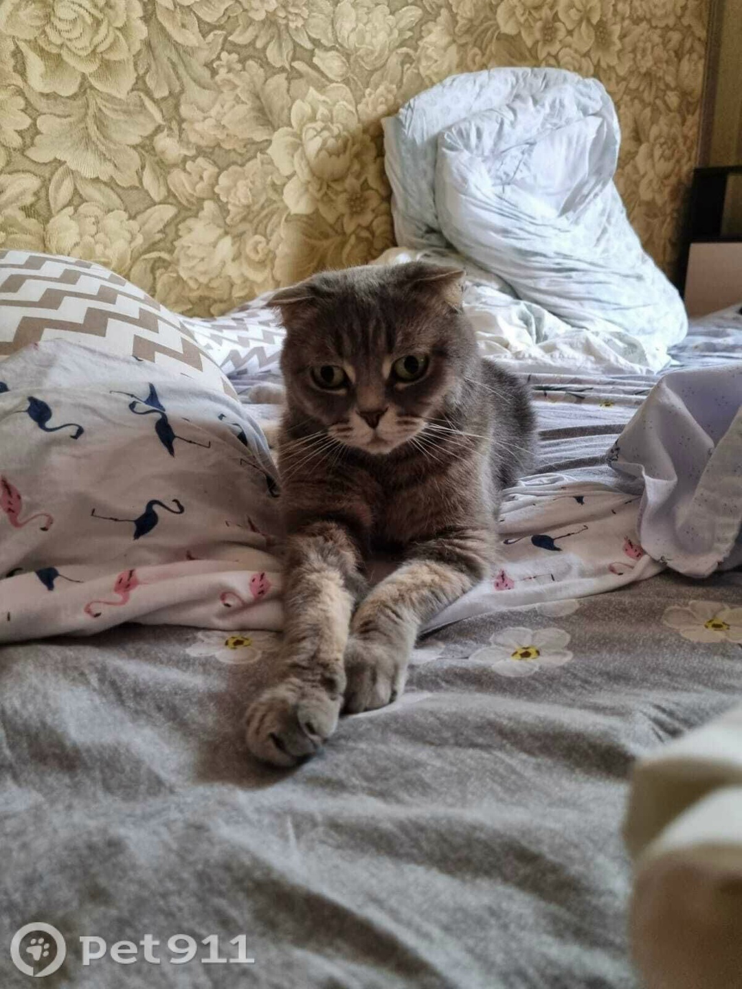 Пропала кошка в Ставрополе — фото объявления