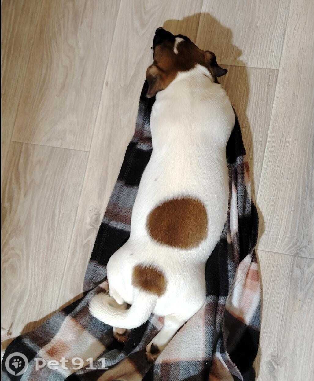 Пропала собака в Ставрополе — фото объявления