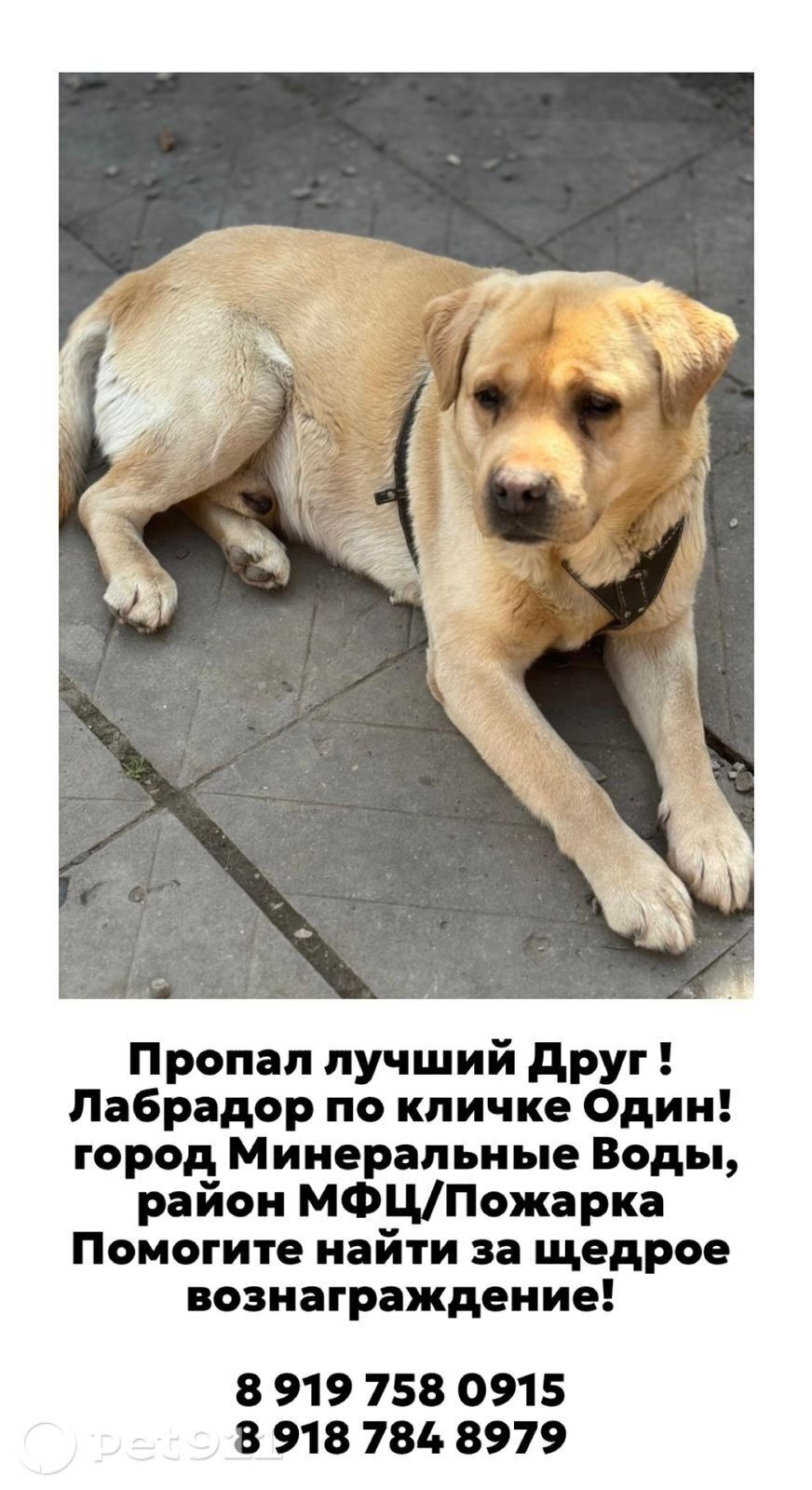 Пропала собака в Ставрополе — фото объявления