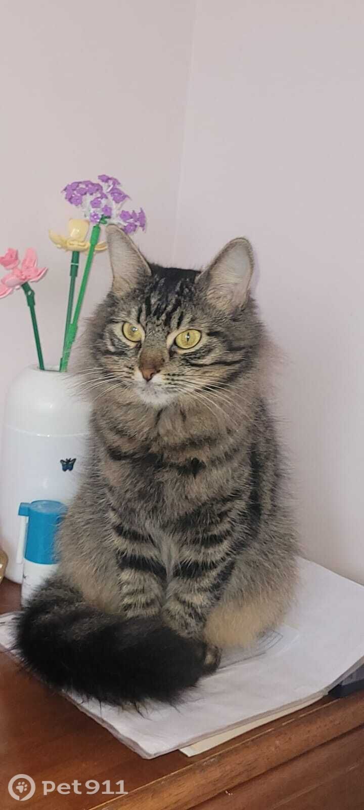 Пропала кошка в Ставрополе — фото объявления