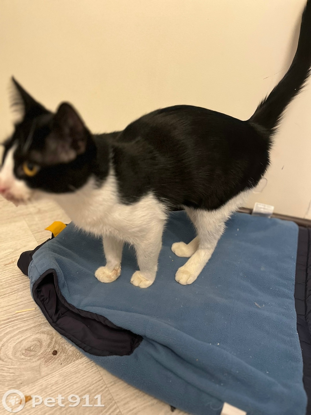 Найдена кошка в Ставрополе — фото объявления