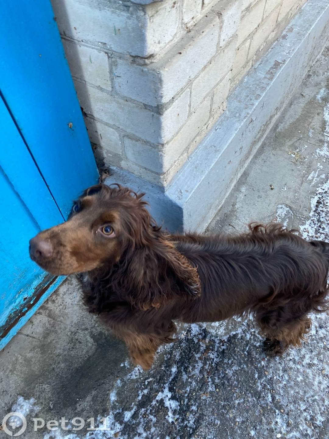 Найдена собака в Ставрополе — фото объявления