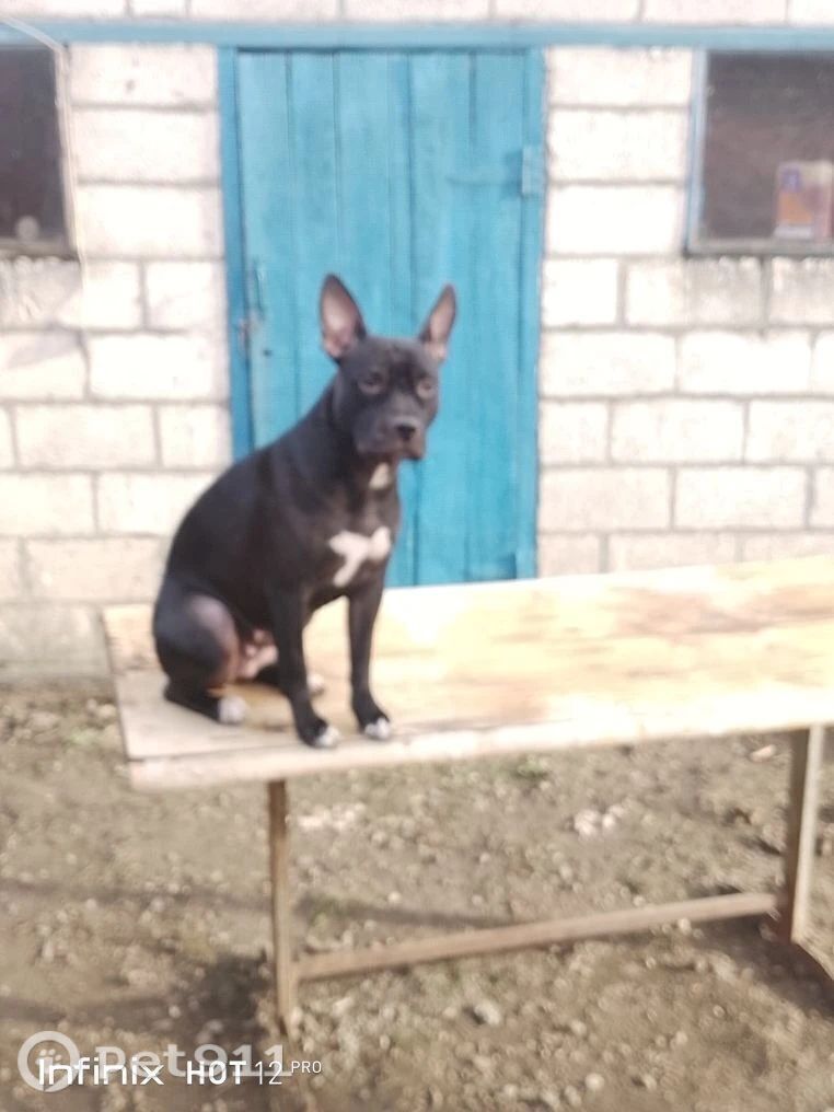 Пропала собака в Ставрополе — фото объявления