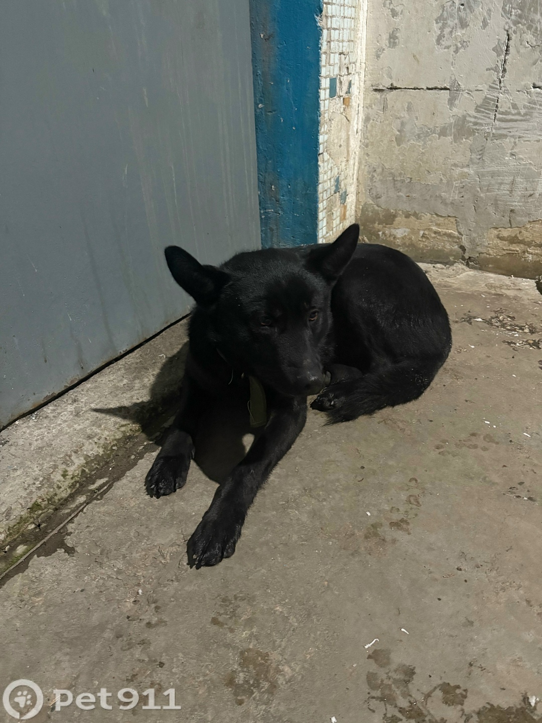 Найдена собака в Ставрополе — фото объявления