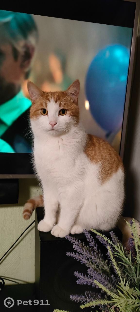 Пропала кошка в Ставрополе — фото объявления