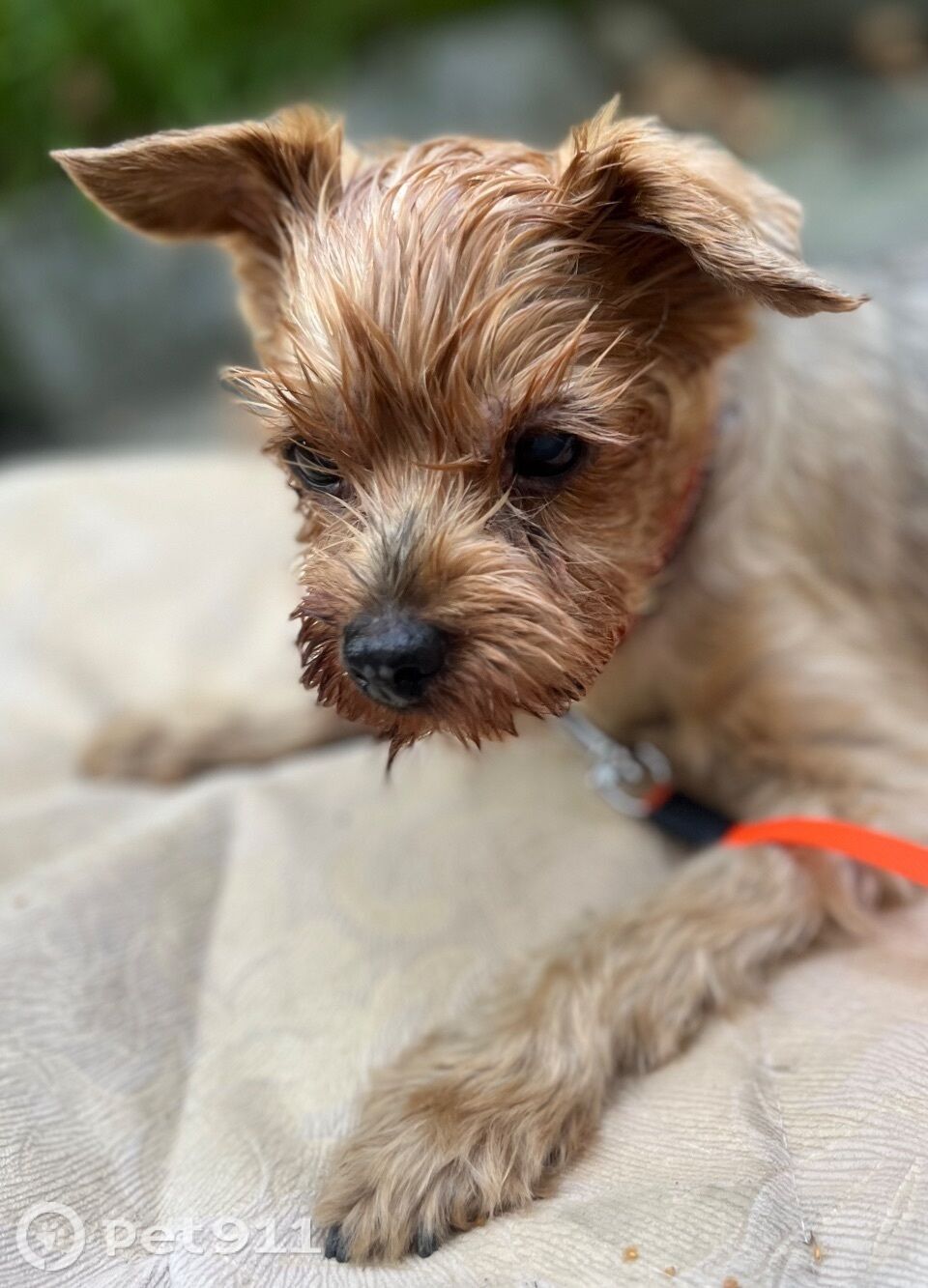 Найдена собака в Ставрополе — фото объявления