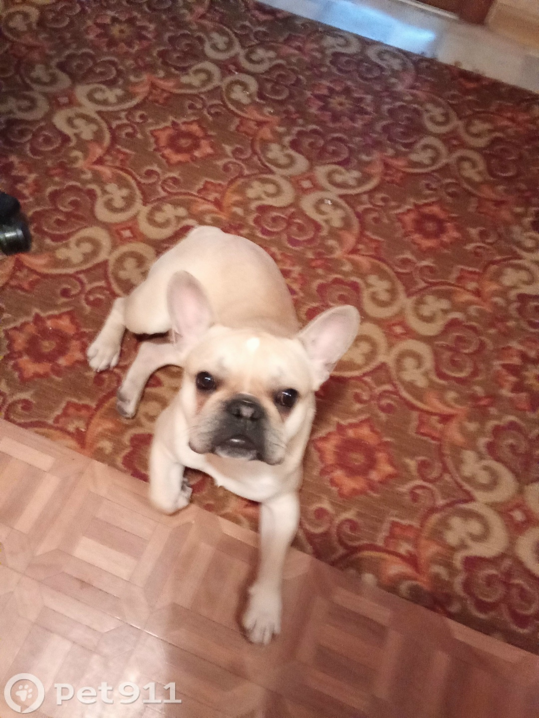 Найдена собака в Ставрополе — фото объявления