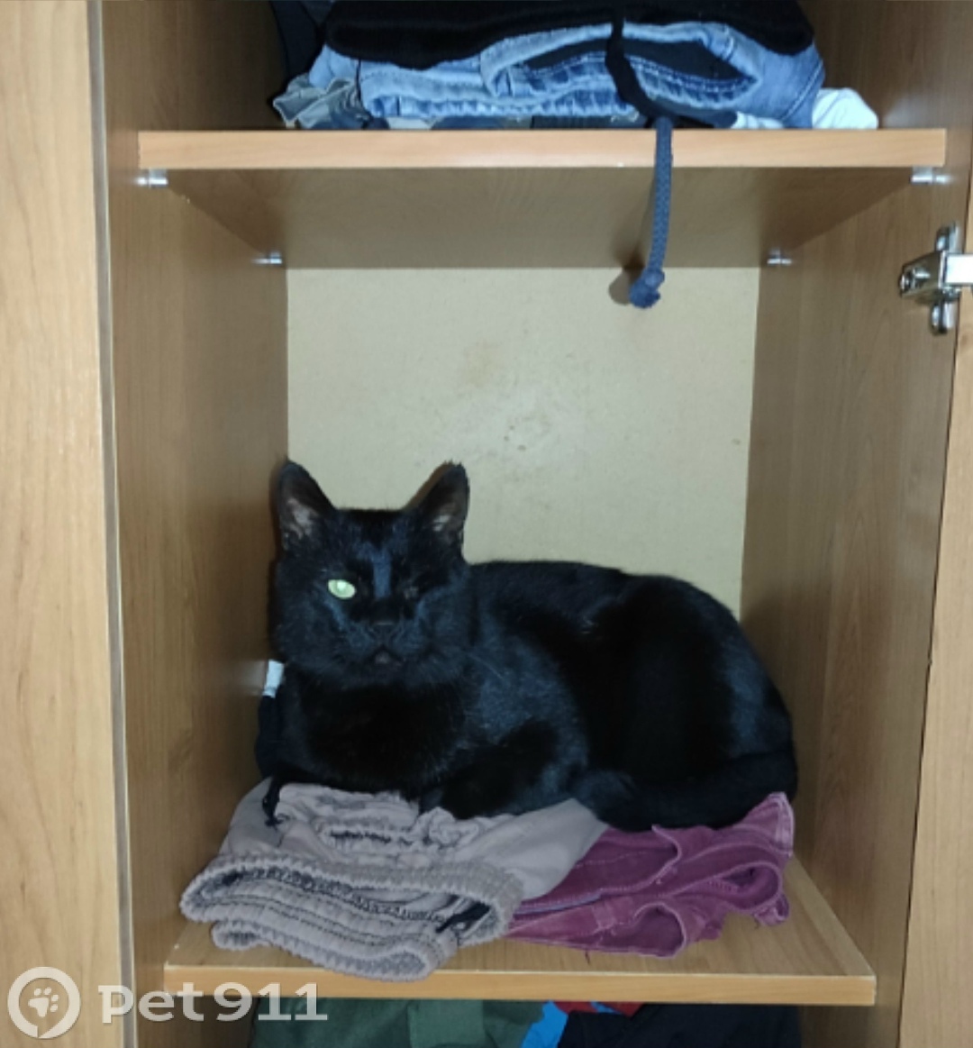 Пропала кошка в Ставрополе — фото объявления