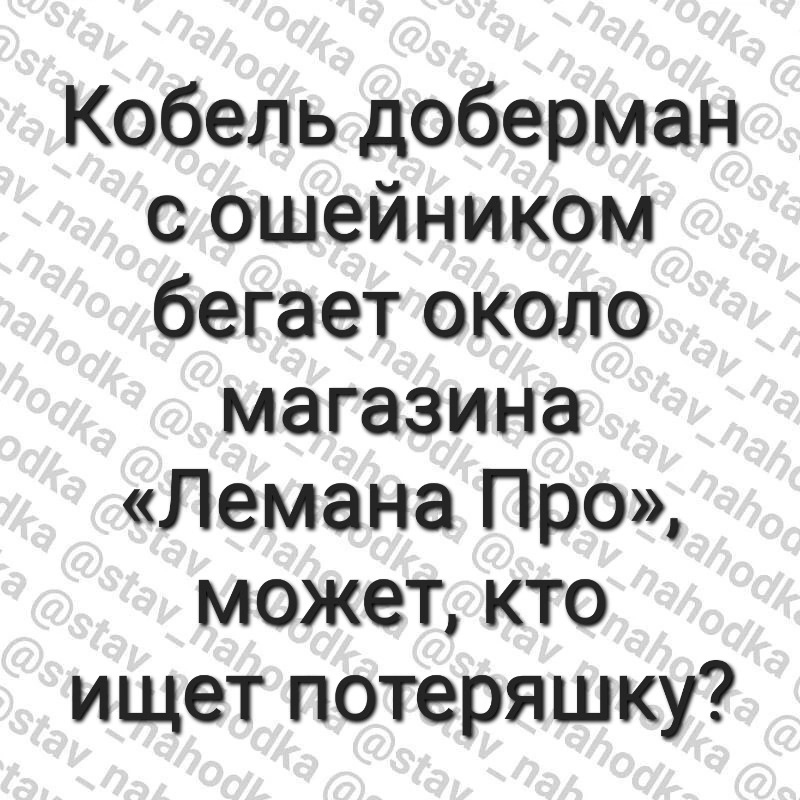 Пропала собака в Ставрополе — фото объявления
