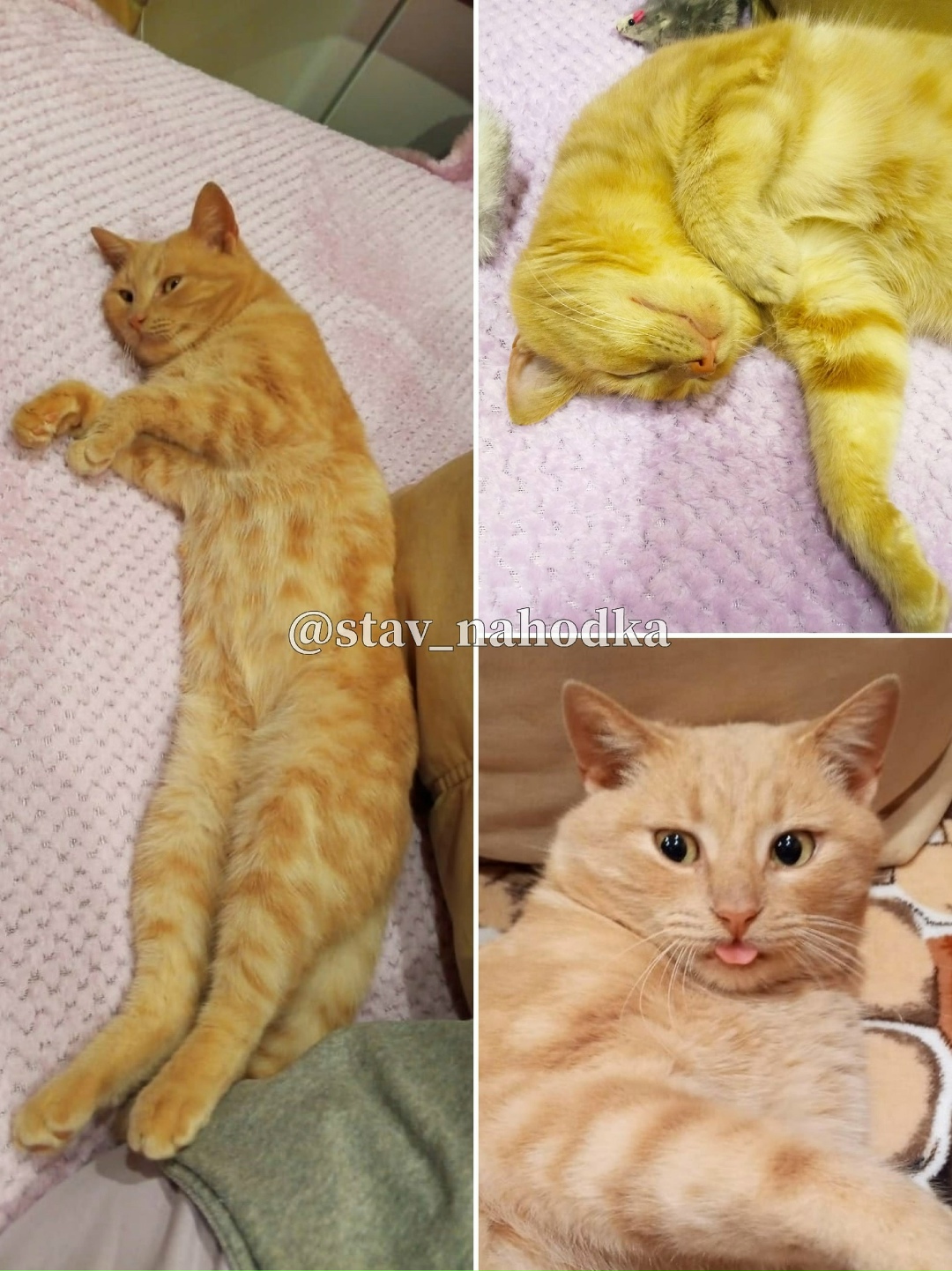 Найдена кошка в Ставрополе — фото объявления