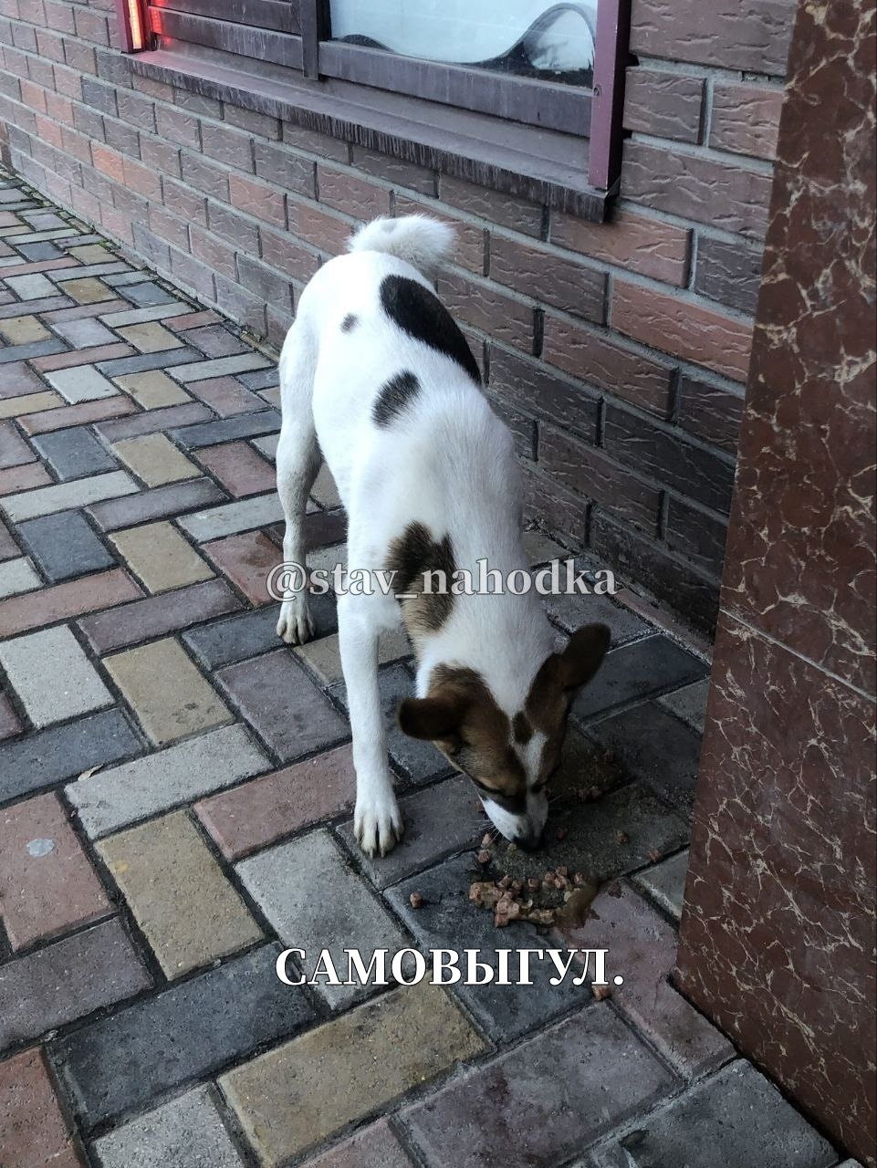 Найдена собака в Ставрополе — фото объявления