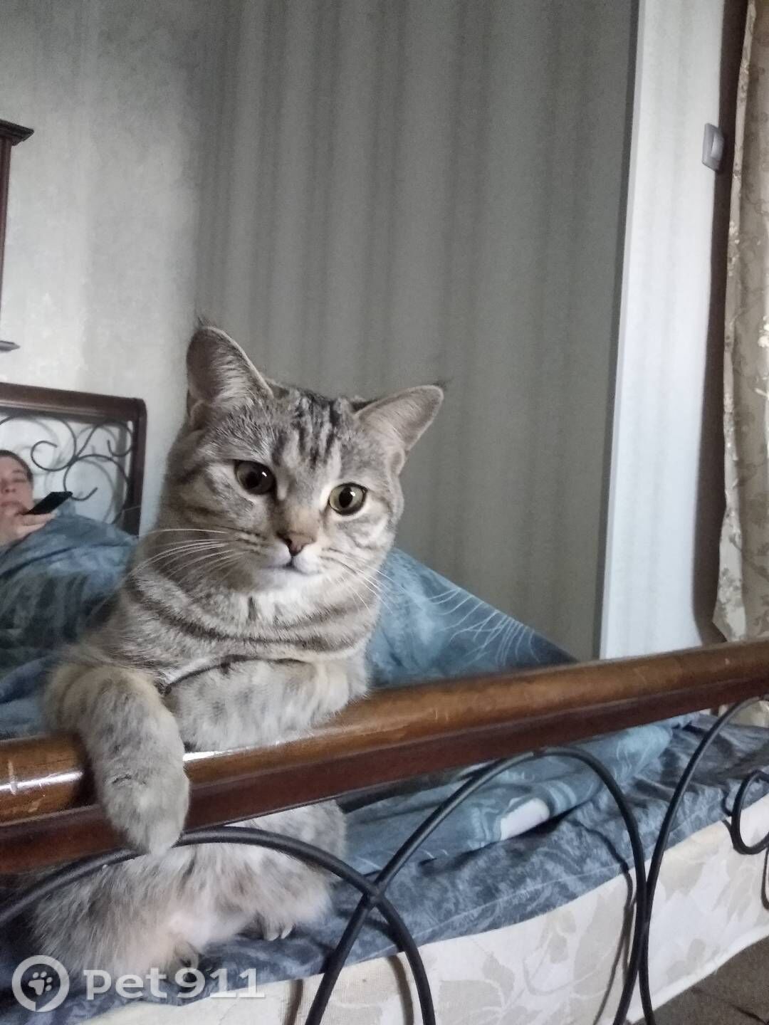 Пропала кошка в Ставрополе — фото объявления