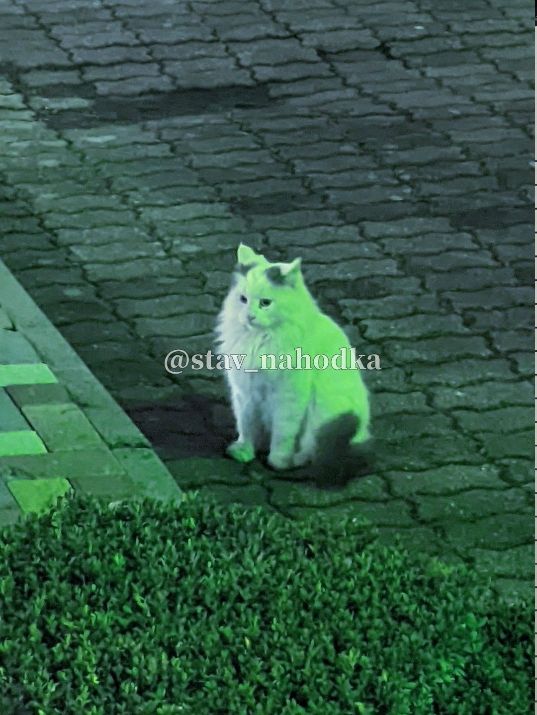 Найдена кошка в Ставрополе — фото объявления