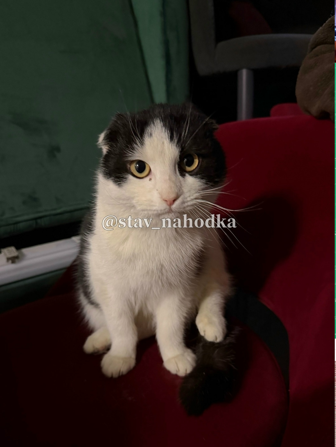 Найдена кошка в Ставрополе — фото объявления