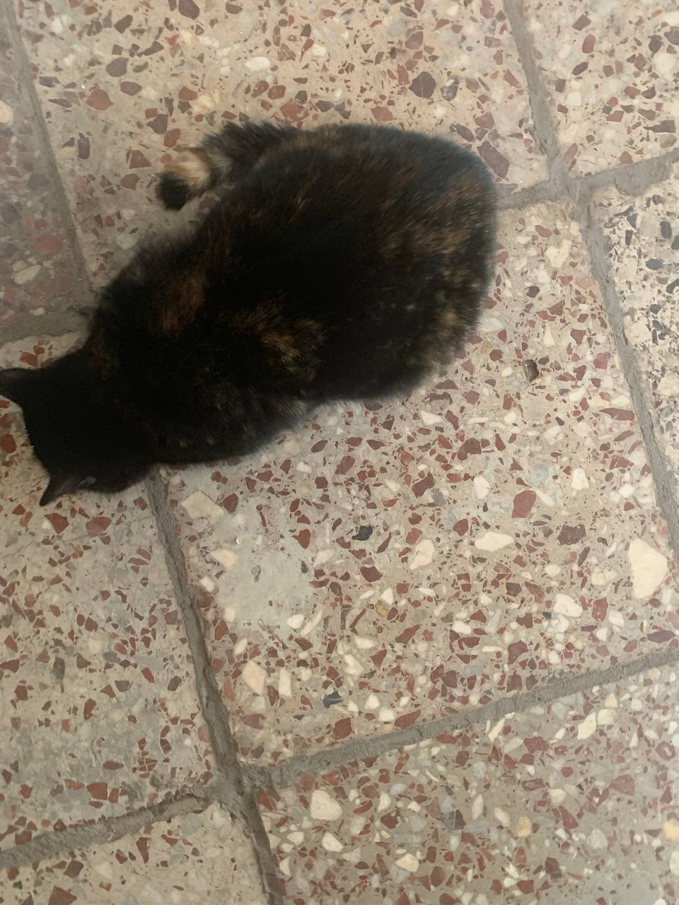 Пропала кошка в Ставрополе — фото объявления